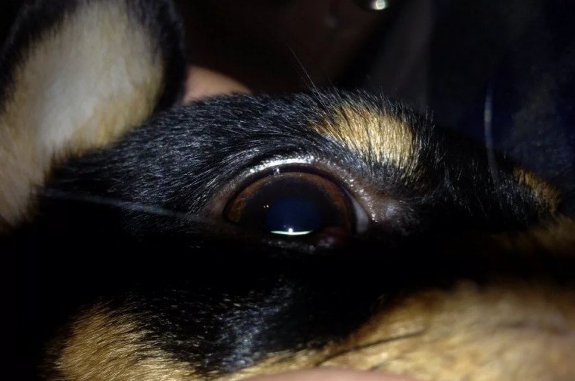 Ячмень у собаки Ячмень у собаки