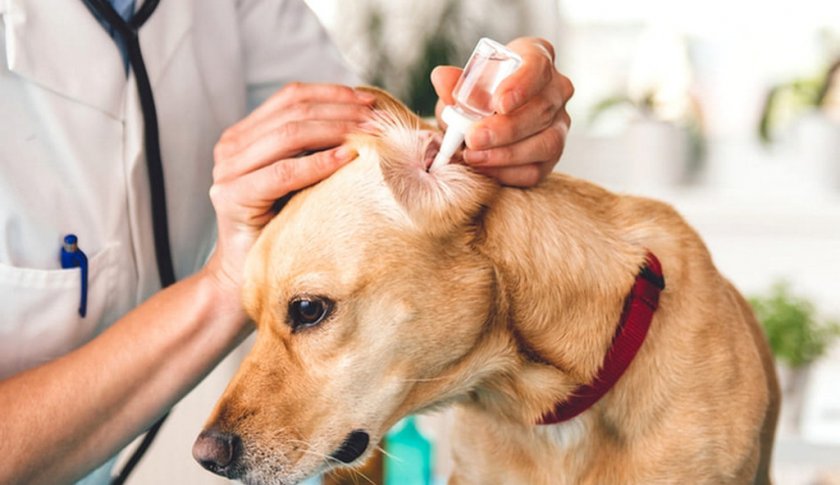 Закапывание ушей собаке