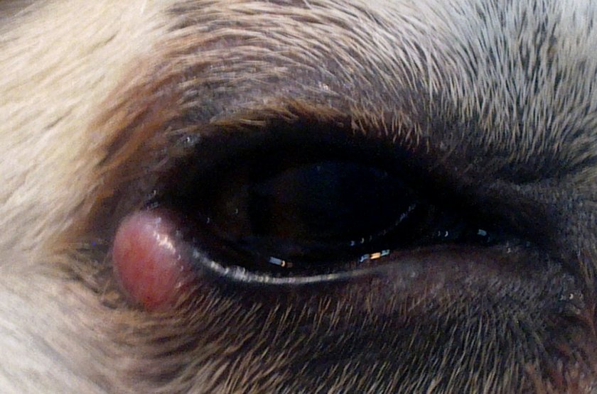 Опухоль на глазу у собаки Опухоль на глазу у собаки