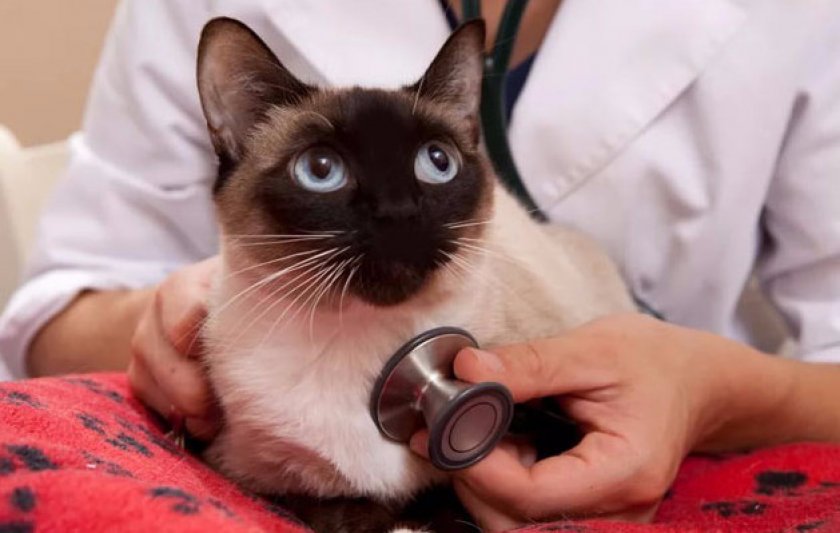 Сиамская кошка у ветеринара
