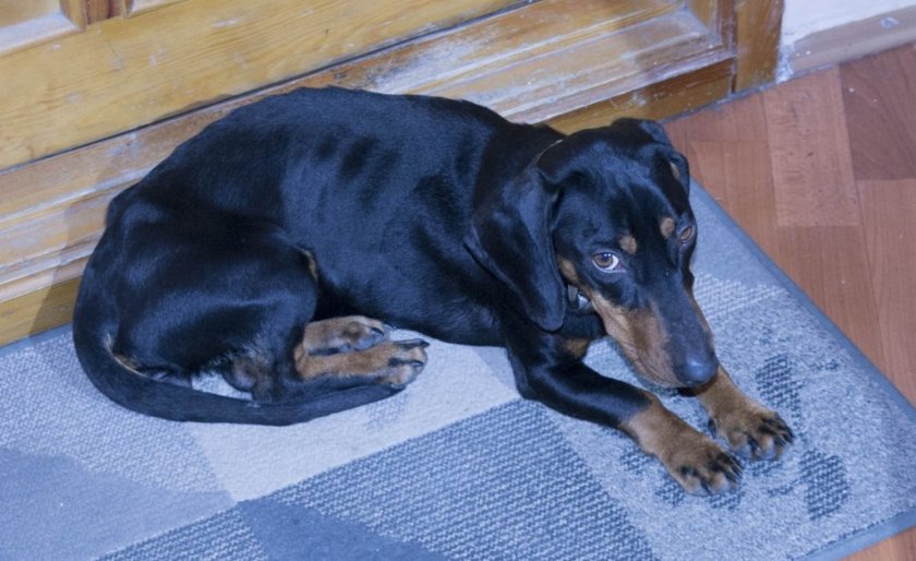 Собака вялая и дрожит Собака вялая и дрожит