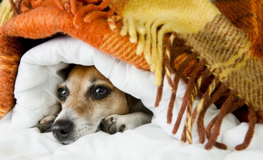 Собака замёрзла