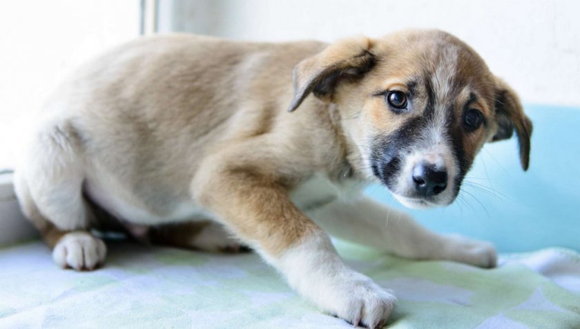 Нервная дрожь у собаки