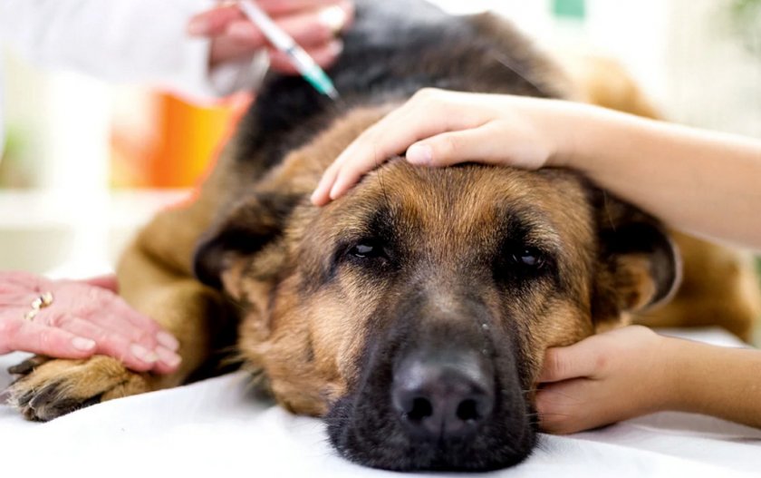 Отравление у собаки Отравление у собаки