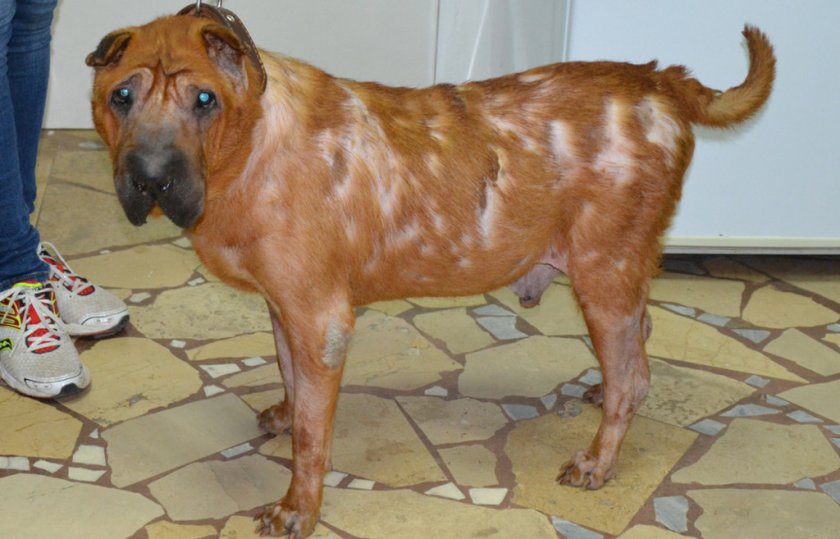 Гипотериоз у собаки Гипотериоз у собаки