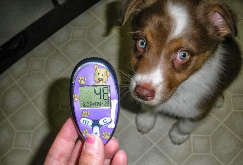 Гипогликемия у собаки Гипогликемия у собаки