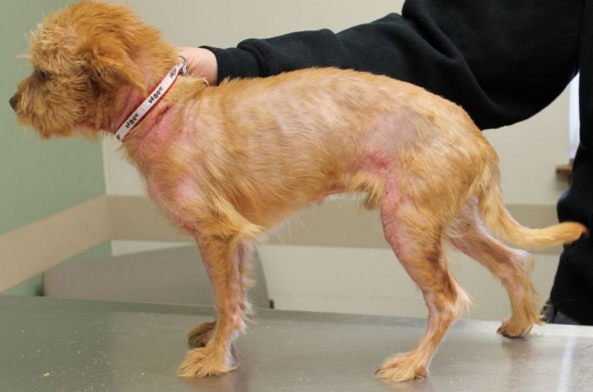 Аллергия у собаки Аллергия у собаки