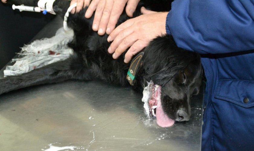 Эпилепсия у собаки Эпилепсия у собаки