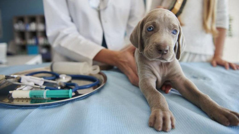 Осмотр собаки ветеринаром Осмотр собаки ветеринаром