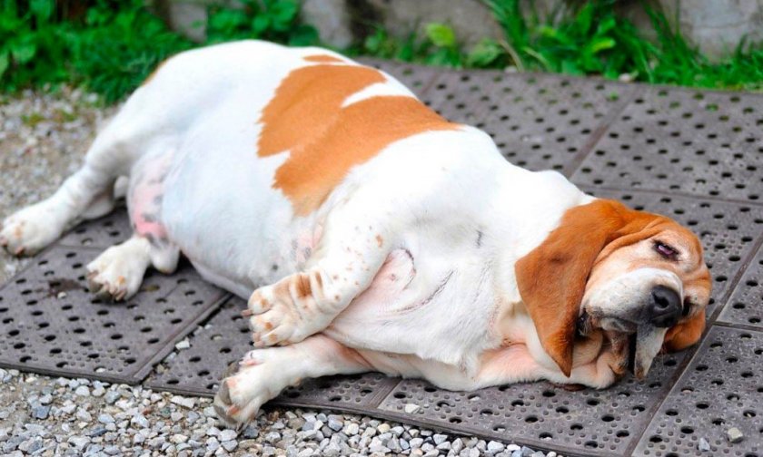 Ожирение у собаки