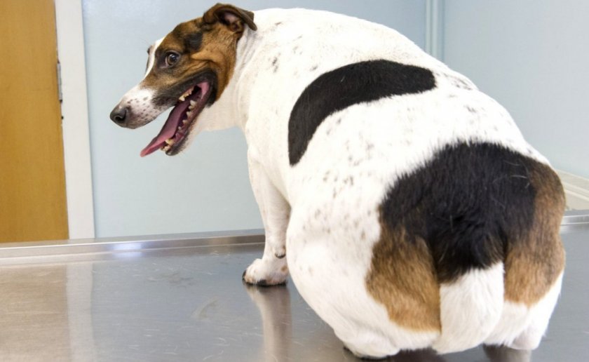 Проблемы с суставами при ожирении