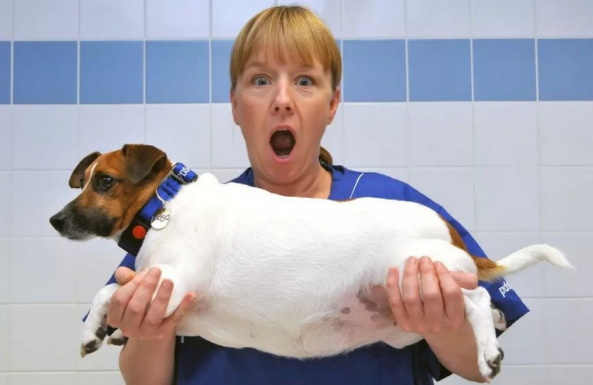 Ожирение печени у собак