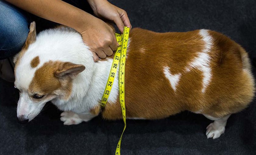 Охват рёбер собаки