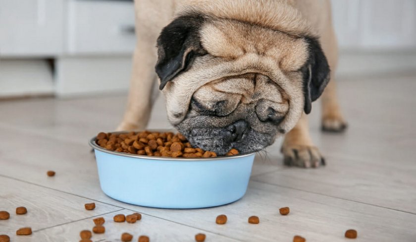 Рацион собаки при ожирении