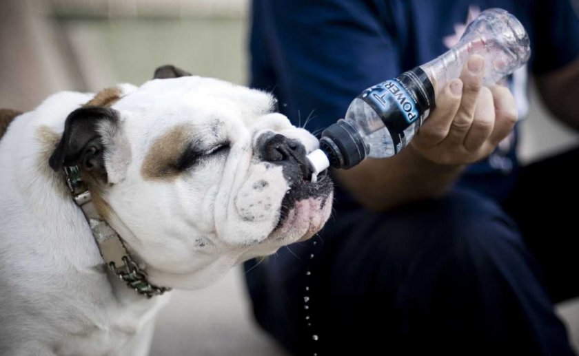 Собака пьёт больше нормы