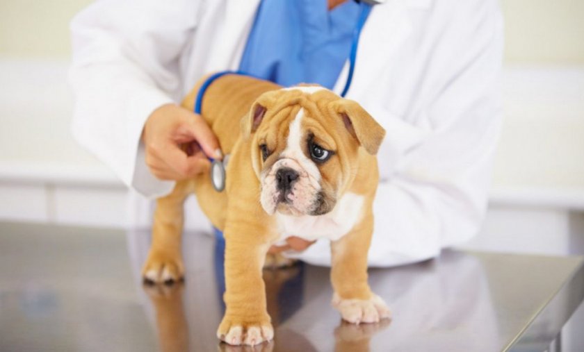 Проблемы с почками у собаки