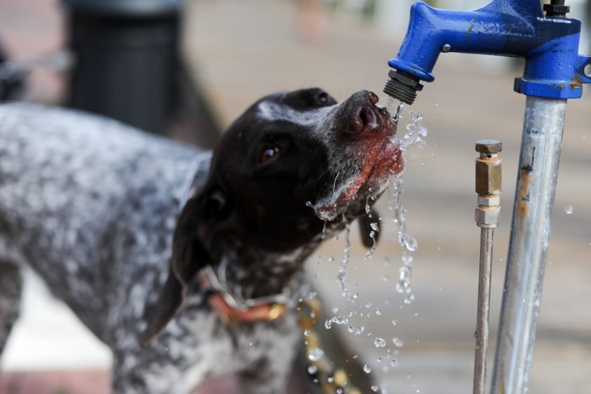 Сахарный диабет у собаки