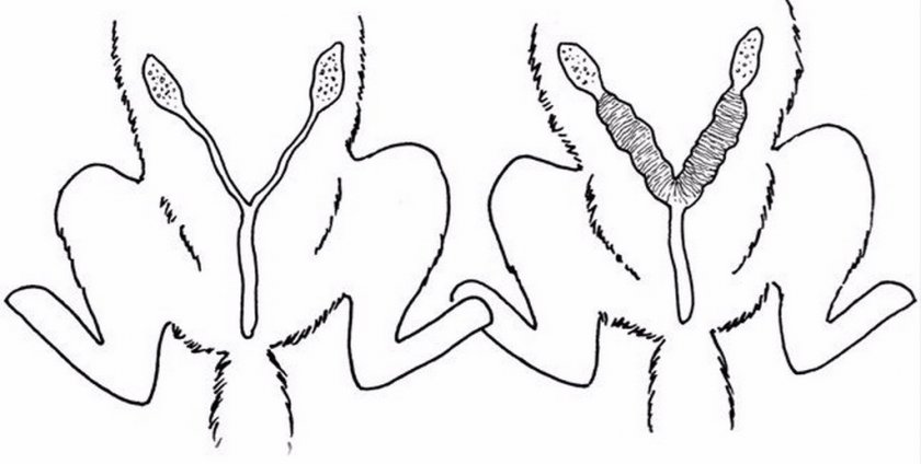 Пиометра у собаки