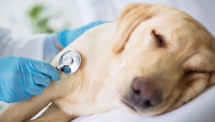 Больная собака