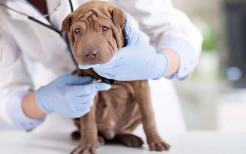 Диагностика заболевания у собаки