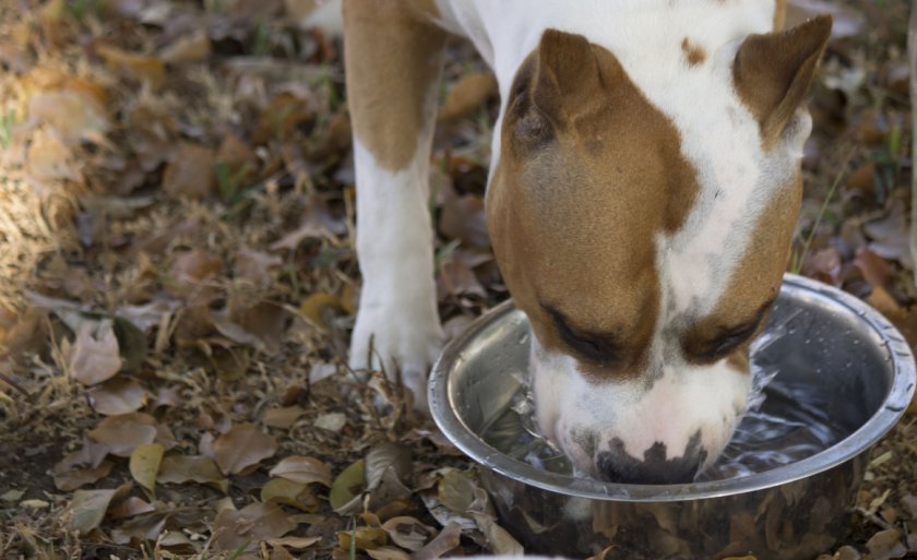 Собака пьёт воду