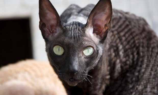 кошки корниш рекс кошки корниш рекс
