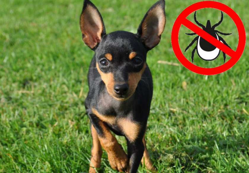 Защита собаки от клещей