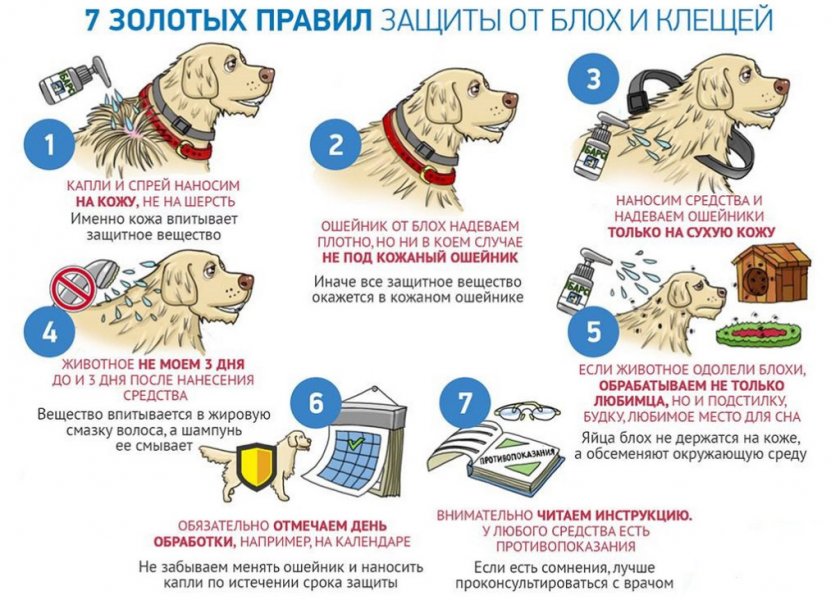 Правила защиты собаки от клещей Правила защиты собаки от клещей