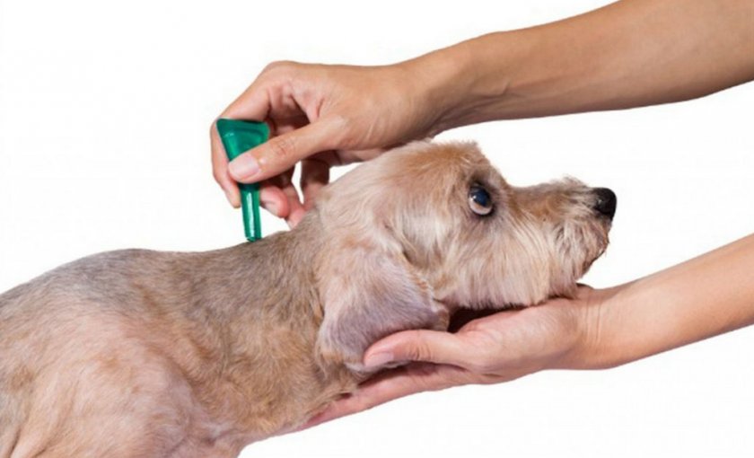 Капли на холку от клещей Капли на холку от клещей