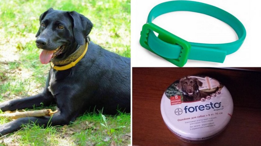 Ошейник от клещей для собаки Ошейник от клещей для собаки
