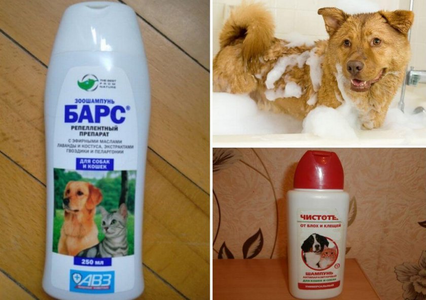 Шампуни от блох и клещей у собаки Шампуни от блох и клещей у собаки