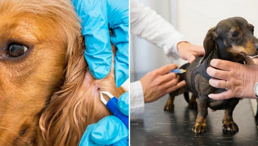 Вакцинация собак от клещей Вакцинация собак от клещей