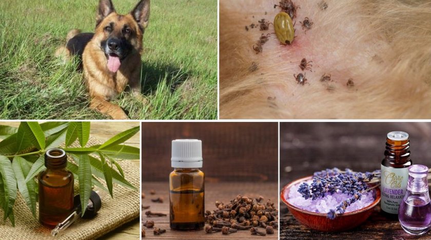 Народные средства от клещей Народные средства от клещей