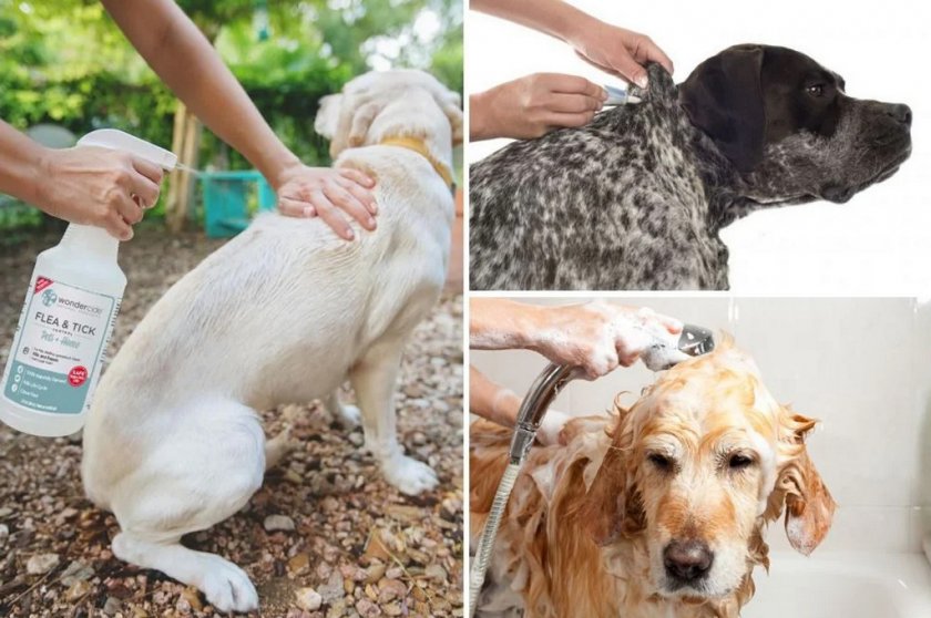 Комбинирование средств защиты от клещей Комбинирование средств защиты от клещей