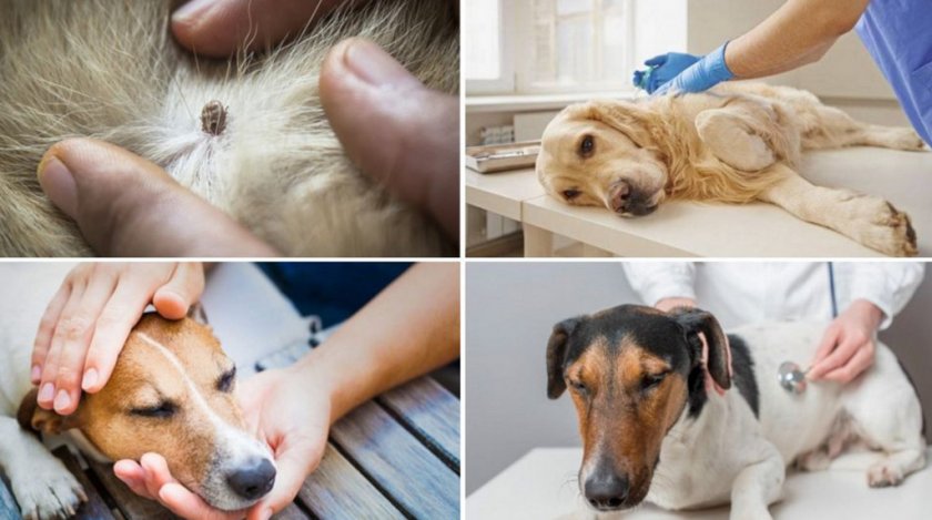 Бабезиоз у собаки