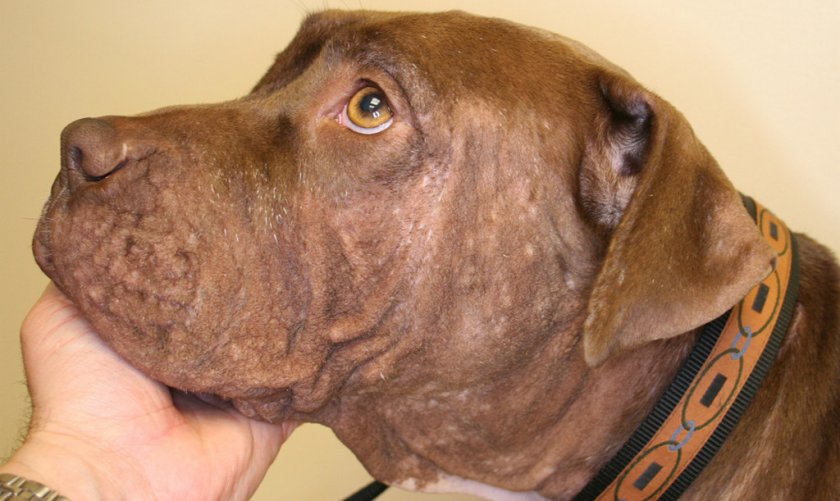 Аллергия на корм у собак