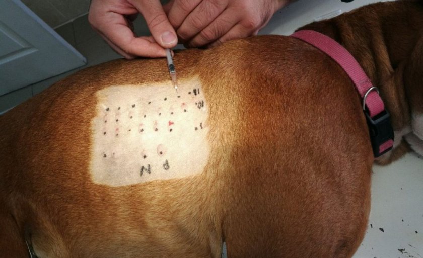 Аллергопроба у собаки Аллергопроба у собаки