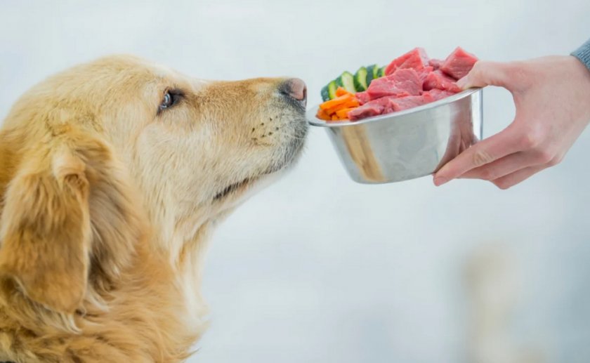 Питание собаки