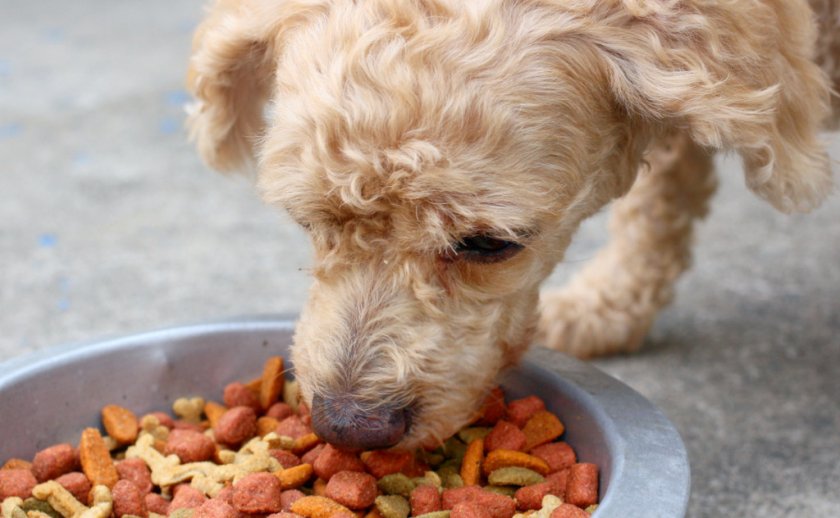 Лечение аллергии у собаки Лечение аллергии у собаки