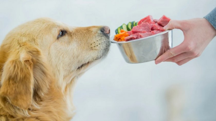 Диета для собаки Диета для собаки