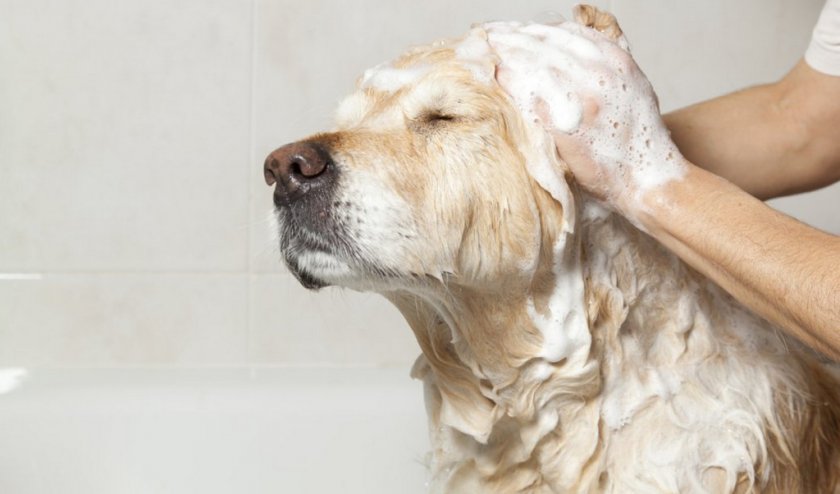 Уход за шерстью и кожей собаки Уход за шерстью и кожей собаки