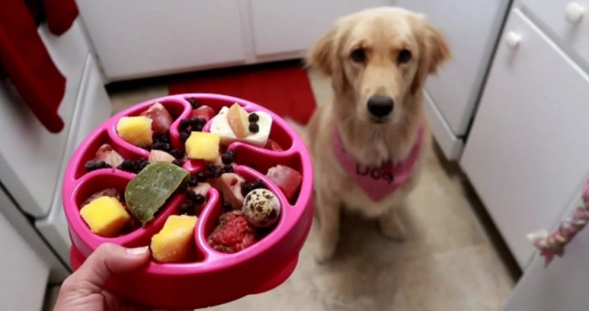 Рацион собаки Рацион собаки