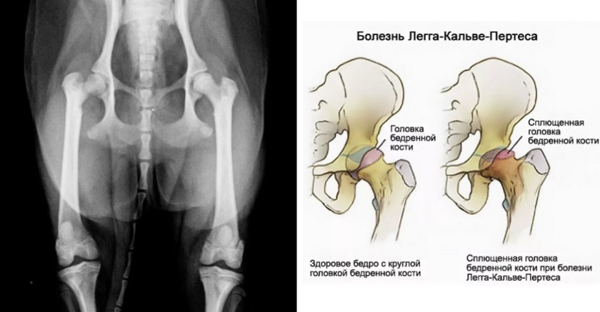 Болезнь Легга Кальве Пертеса у соба Болезнь Легга Кальве Пертеса у соба
