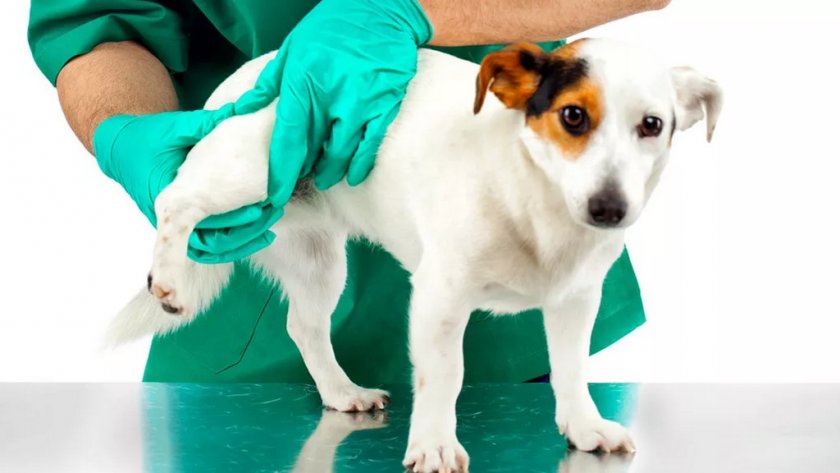 Болезнь Легга Кальве Пертеса у собаки Болезнь Легга Кальве Пертеса у собаки