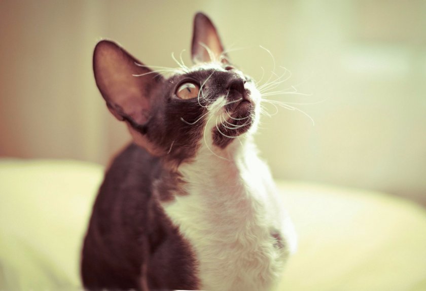 кошка кошка