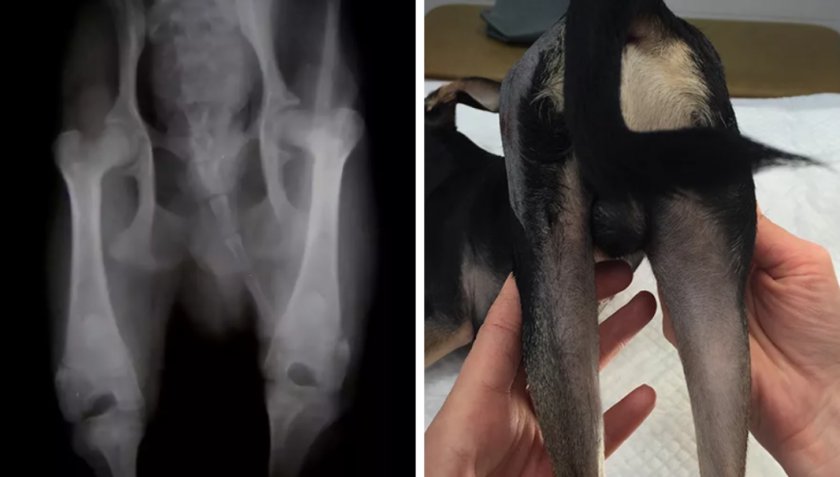 Болезнь Легга Кальве Пертеса у собаки