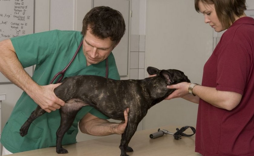 Осмотр собаки ветеринаром