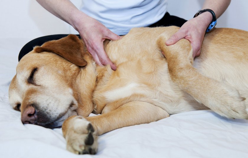 Восстановление собаки Восстановление собаки