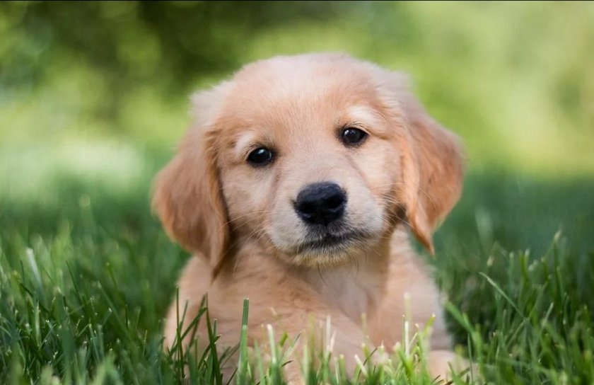 Собака Собака