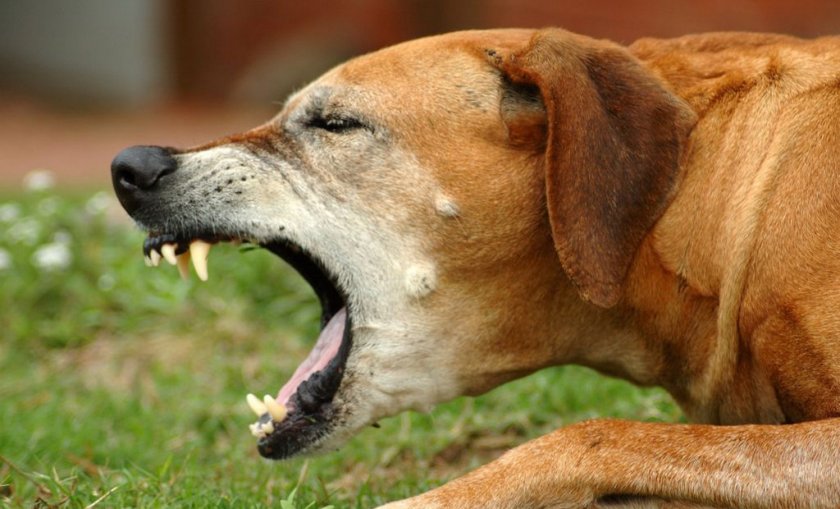 Симптомы болезни